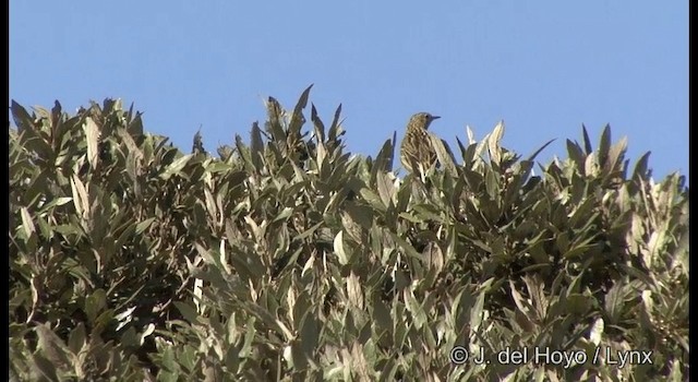 Hellmayr's Pipit - ML201372491