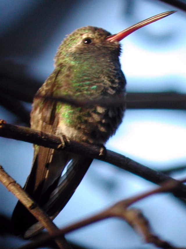 Broad-billed Hummingbird - Dan Scheiman