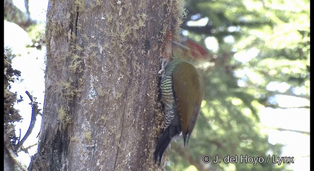 White-browed Woodpecker - ML201372511