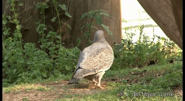 Pigeon picazuro - ML201372581