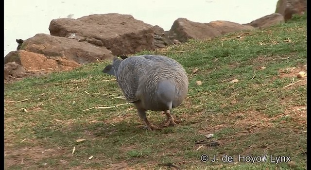 Picazuro Pigeon - ML201372591