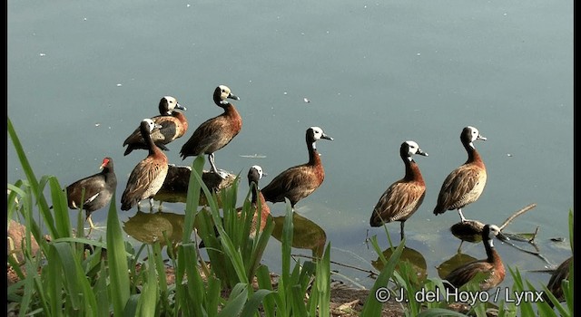 White-faced Whistling-Duck - ML201372651