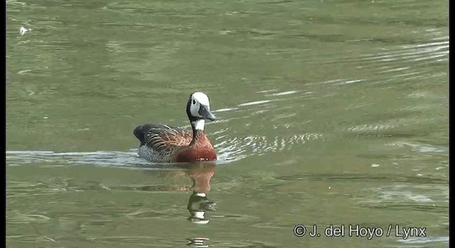 White-faced Whistling-Duck - ML201372661