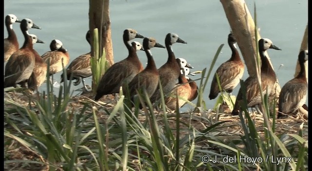 White-faced Whistling-Duck - ML201372671