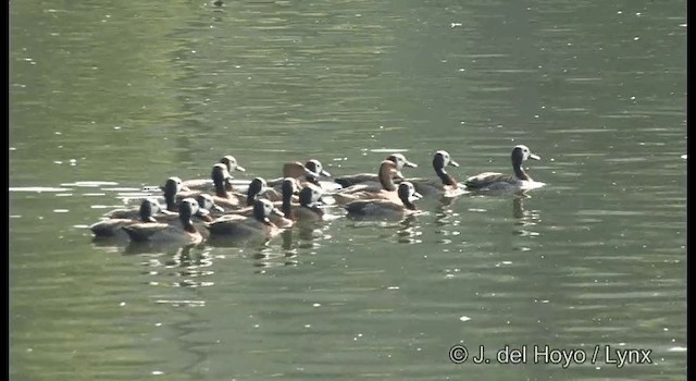 White-faced Whistling-Duck - ML201372681