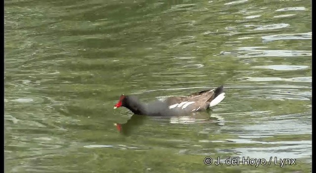 Common Gallinule (American) - ML201372691