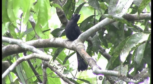 Square-tailed Drongo-Cuckoo - ML201372751