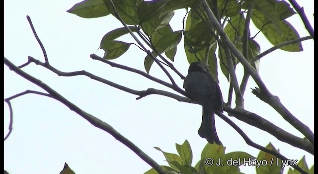 Cuclillo Drongo Colitruncado - ML201372761