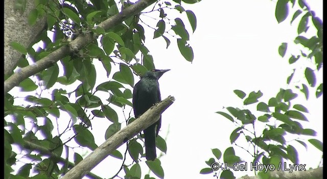 Asian Glossy Starling - ML201372791