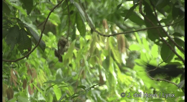 Greater Racket-tailed Drongo - ML201372801