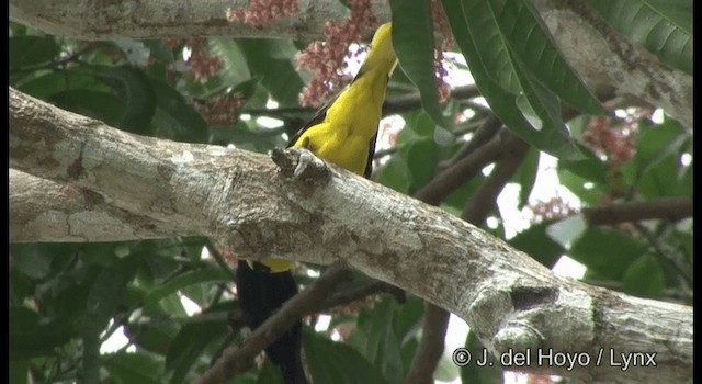Black-naped Oriole (Sunda) - ML201372811