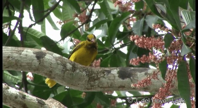 Black-naped Oriole (Sunda) - ML201372821