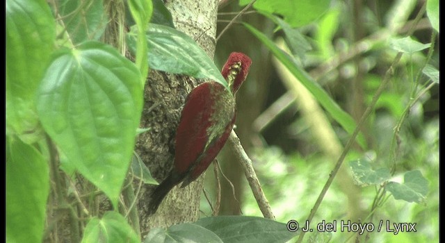 Banded Woodpecker - ML201372831