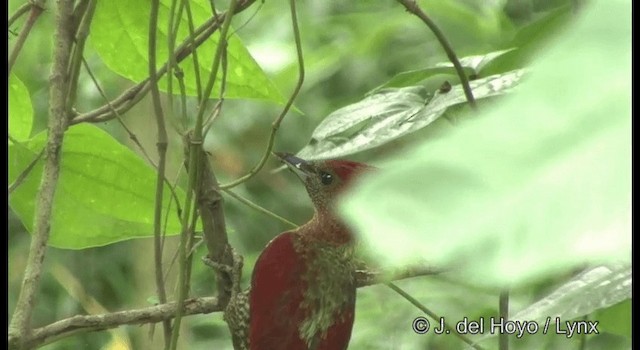 Banded Woodpecker - ML201372841