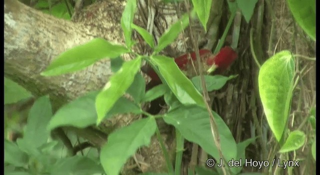 Banded Woodpecker - ML201372851