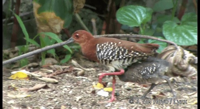 Red-legged Crake - ML201372911