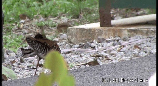 Red-legged Crake - ML201372921