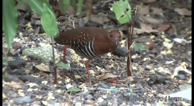 Red-legged Crake - ML201372931