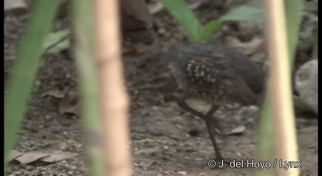 Red-legged Crake - ML201372941