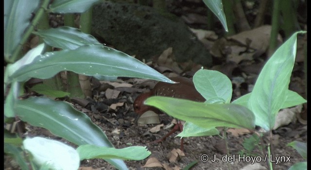 Red-legged Crake - ML201372951