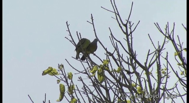 Pink-necked Green-Pigeon - ML201372961