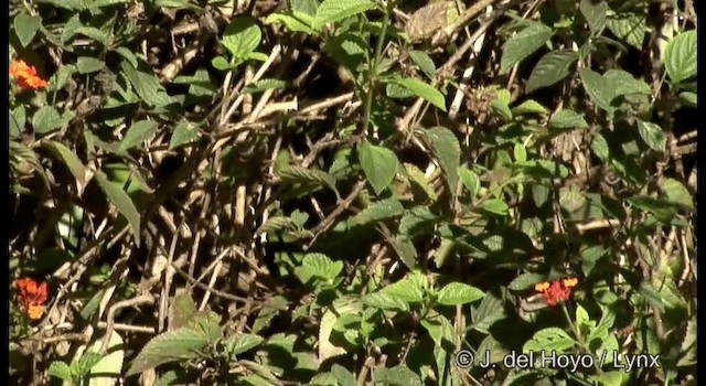 Tawny-bellied Babbler - ML201373001