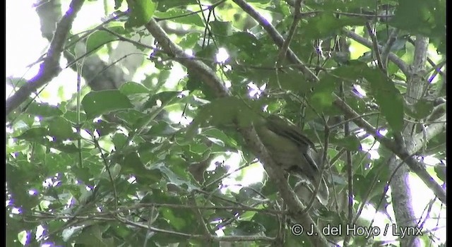 Bulbul Cabecigrís - ML201373011