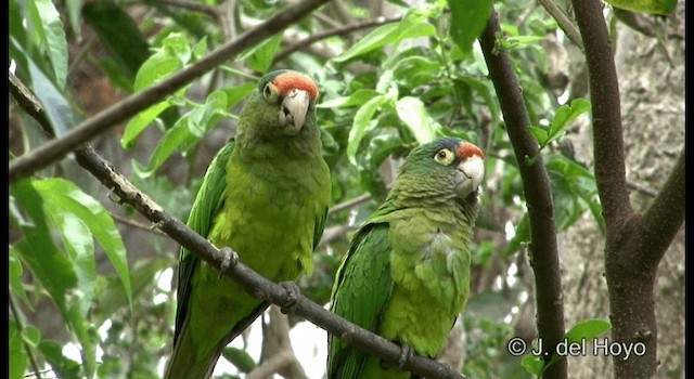 Orange-fronted Parakeet - ML201373041