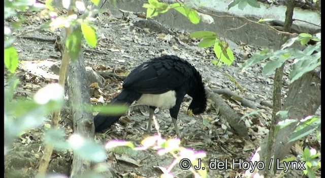 Great Curassow - ML201373071