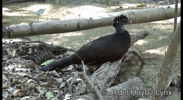 Great Curassow - ML201373081