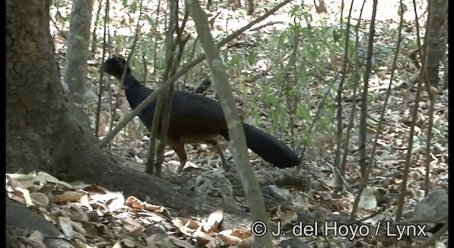 Great Curassow - ML201373091