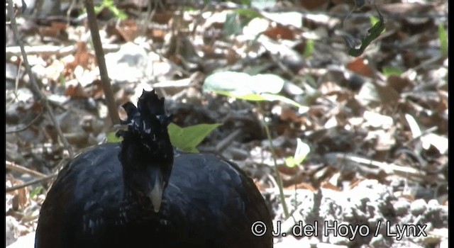 Great Curassow - ML201373101