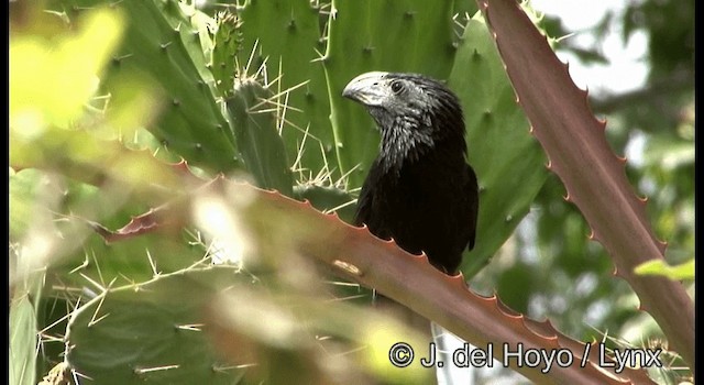 Groove-billed Ani - ML201373111