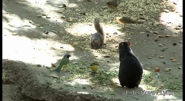 Green Jay (Green) - ML201373121