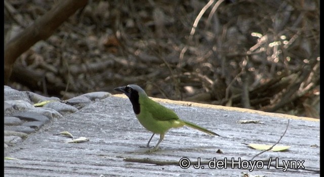 Green Jay (Green) - ML201373141