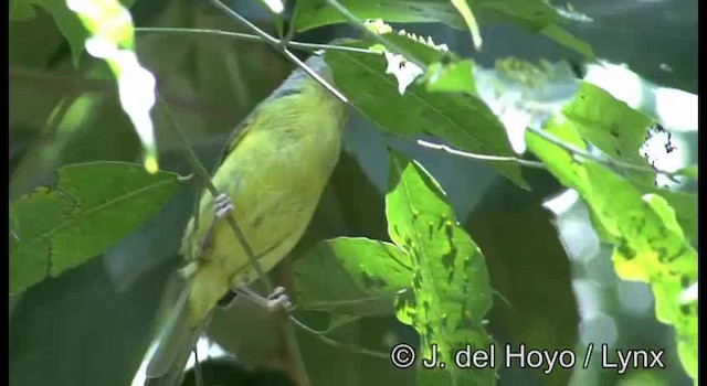 Rufous-browed Peppershrike (Northern) - ML201373151