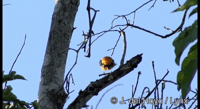Baltimore Oriole - ML201373181