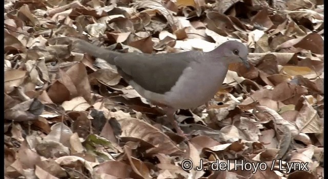 Белолобая голубка [группа verreauxi] - ML201373201