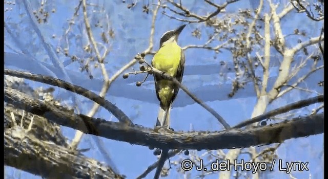 Boat-billed Flycatcher (Northern) - ML201373211