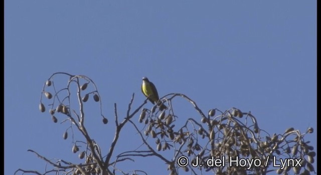 Social Flycatcher (Vermilion-crowned) - ML201373231