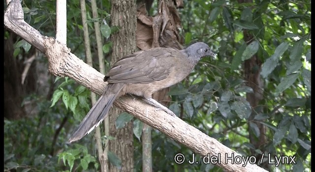 Plain Chachalaca - ML201373241