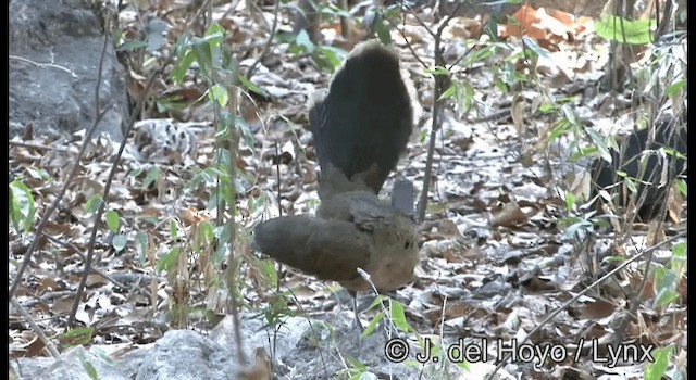 Chachalaca Norteña - ML201373251