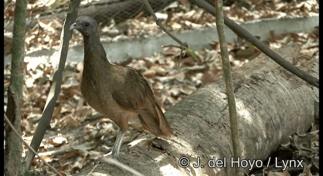 Plain Chachalaca - ML201373261