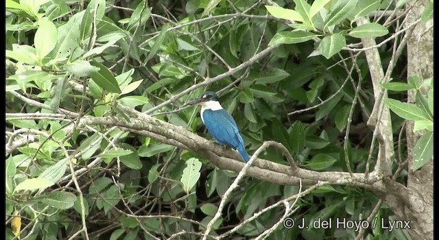 Collared Kingfisher (Oriental) - ML201373271