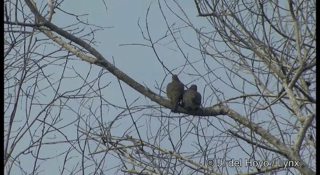 Zebra Dove - ML201373421