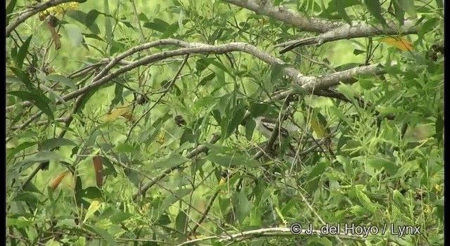 Oruguero Pío - ML201373431