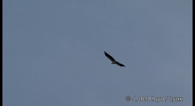 White-bellied Sea-Eagle - ML201373491