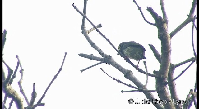 Al Göğüslü Barbet - ML201373501