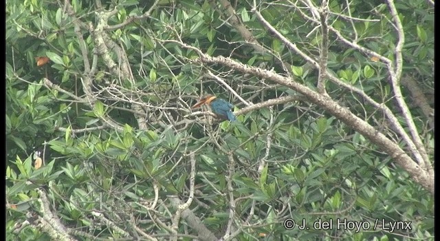 Stork-billed Kingfisher - ML201373511