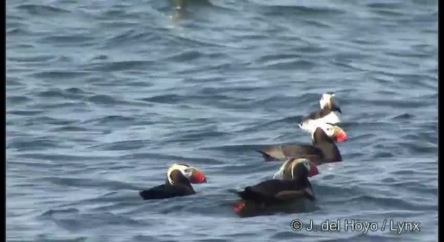 Tufted Puffin - ML201373691